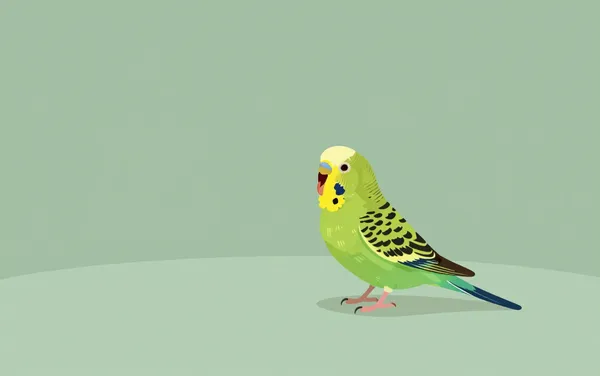 Flat illustration: a budgie that won't stop screaming